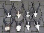 7 Springbok schedels maar €225,-! hoorn hoorns Afrika gewei, Verzamelen, Dierenverzamelingen, Ophalen of Verzenden, Zo goed als nieuw