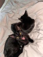 bengaal kruising zwarte(blauwe) rus  kittens te koop, Poes
