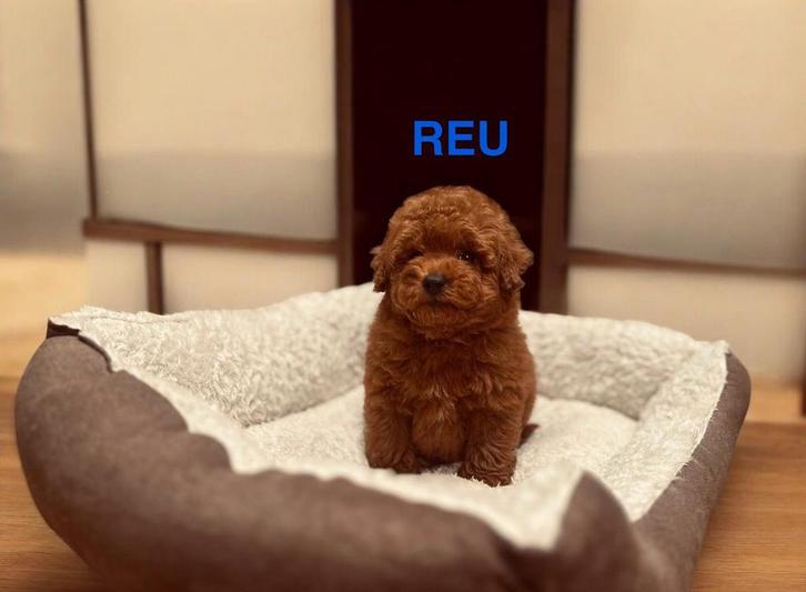 Knappe toypoedel pups toy poedel, Dieren en Toebehoren, Honden | Chihuahua's en Gezelschapshonden, Meerdere dieren, Poedel, Particulier