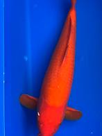 Zeer mooie Benigoi, Dieren en Toebehoren, Karper of Koi