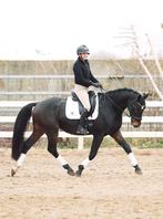 4 jarige dressuurruin te koop die óok kan springen, Dieren en Toebehoren, Paarden, Ruin, Dressuurpaard, Zadelmak, 3 tot 6 jaar