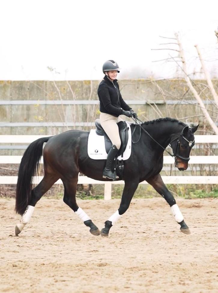 4 jarige dressuurruin te koop die óok kan springen, Dieren en Toebehoren, Paarden, Ruin, Zadelmak, 165 tot 170 cm, 3 tot 6 jaar
