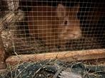 Mannetjes konijn, Dieren en Toebehoren, Mannelijk