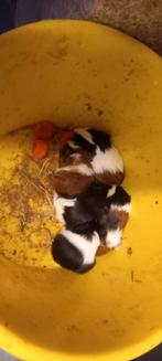 Cavia s, Cavia, Mannelijk, December, Tam