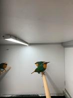 zeegroene papegaaiamedine, Dieren en Toebehoren, Vogels | Overige Vogels, Mannelijk