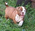 TK prachtige Old Englisch Bulldogpups, Bulldog, Meerdere, Meerdere dieren, Nederland