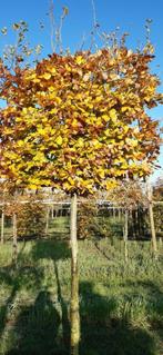 leibomen dak bomen, Tuin en Terras, Bloeit niet, Leiboom, 250 tot 400 cm, Ophalen