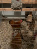 Mooie Cochin haan van dit jaar, Dieren en Toebehoren, Mannelijk, Kip