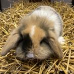 Jonge hangoor dwergkonijntjes / hangoordwergkonijnen te koop, Dieren en Toebehoren, Konijnen, Meerdere dieren, Dwerg, Hangoor