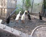 Drie loopeenden te koop samen voor 30 euro!!, Dieren en Toebehoren, Pluimvee, Meerdere dieren, Eend