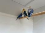 Te koop 4 jongen fischeri opaline violet, Dwergpapegaai of Agapornis, Geringd