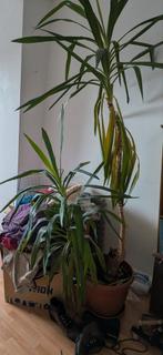 Yucca plant, Ophalen