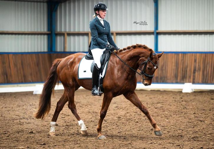 4 jarige ruin v. Kaygo, Dieren en Toebehoren, Paarden, Ruin, 3 tot 6 jaar, Dressuurpaard