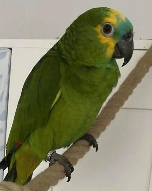 Blauwe voorhoofd Amazone niet tam, Dieren en Toebehoren, Vogels | Parkieten en Papegaaien, Papegaai, Geslacht onbekend, Tam