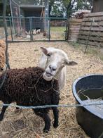 4 ouwesant schapen 2 rammetjes en 2 ooitjes, Meerdere dieren, Schaap, 0 tot 2 jaar