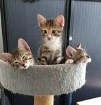 Te koop 3 kitten poesjes, Dieren en Toebehoren, Poes, Ontwormd