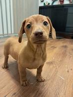 Dwerg Teckel x jack russel, Standaard, Korthaar, Meerdere, Meerdere dieren