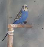 Parkiet, Mannelijk, Parkiet, Tam