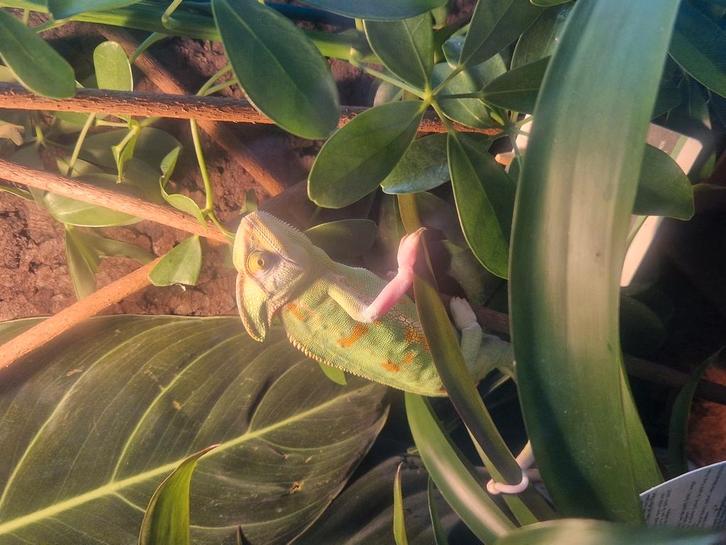 Jemen Kameleon uit 2023. Inclusief terrarium en behoren., Dieren en Toebehoren, Reptielen en Amfibieën, Hagedis, 0 tot 2 jaar