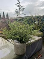 Gratis dennenboompje met kluit, Tuin en Terras, Planten | Bomen, Ophalen, Volle zon, Overige soorten, 100 tot 250 cm