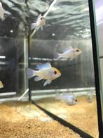 ramirezi electric blue, Dieren en Toebehoren, Vissen | Aquariumvissen, Vis, Zoetwatervis