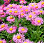 Erigeron Pink Jewel | Mecicaans Madeliefje | Chemievrij, Overige soorten, Volle zon, Vaste plant, Ophalen of Verzenden