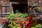 Tuinverruimer-Tuinposter Venster met Hangplanten 120x80 cm, Tuin en Terras, Tuinwanddecoratie, Nieuw, Verzenden