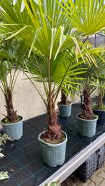 25% korting op alle mediterrane planten, Tuin en Terras, Planten | Tuinplanten, Ophalen, Overige soorten, Halfschaduw