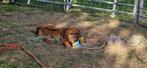 rhodesian ridgeback pups (mogen het nest verlaten), Dieren en Toebehoren, Honden | Beagles, Bassets en Lopende honden, 8 tot 15 weken