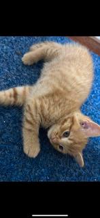 Kater 8 weken oud zoekt een huisje, Dieren en Toebehoren, Kater