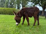 Ezel hengst veulen, Dieren en Toebehoren, Februari, Mannelijk
