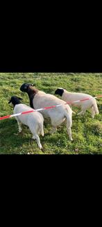 Dorper lammetjes te koop., Dieren en Toebehoren, Schapen, Geiten en Varkens, Mannelijk, Schaap