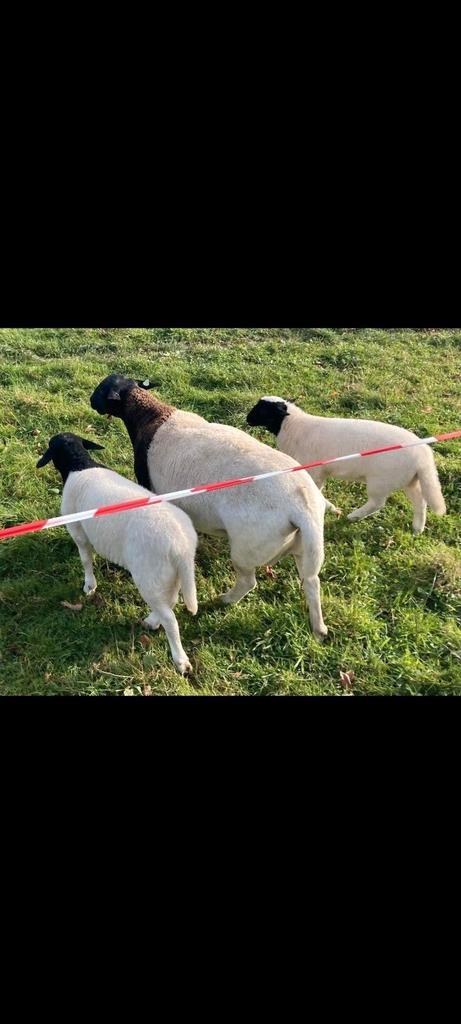 Dorper lammetjes te koop., Dieren en Toebehoren, Schapen, Geiten en Varkens, Schaap, Mannelijk