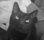 Lieve mara zoekt een knus huisje, Dieren en Toebehoren, Katten en Kittens | Overige Katten, Poes, Kortharig, 6 jaar of ouder