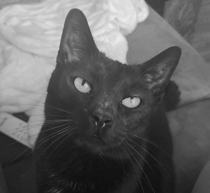 Lieve mara zoekt een knus huisje, Dieren en Toebehoren, Katten en Kittens | Overige Katten, Kortharig, Poes, 6 jaar of ouder