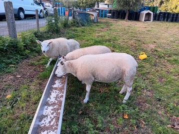 Schaap met 2 ooilammeren beschikbaar voor biedingen
