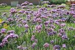 Verbena bonariensis € 1 per stuk., Volle zon, Vaste plant, Zomer, Ophalen