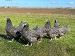 Mechelse Koekoek kippen., Dieren en Toebehoren, Pluimvee, Vrouwelijk, Kip