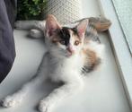 Kitten laatste lapjespoes, Dieren en Toebehoren, Katten en Kittens | Overige Katten, Poes, Kortharig, 0 tot 2 jaar