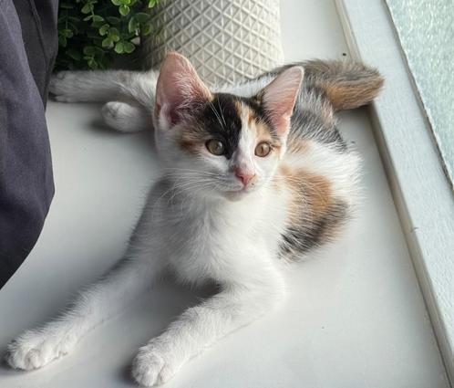 Kitten laatste lapjespoes, Dieren en Toebehoren, Katten en Kittens | Overige Katten, Kortharig, Poes, 0 tot 2 jaar