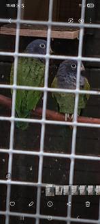 Koppel zwartoor papegaaien, Meerdere dieren, Papegaai, Geringd