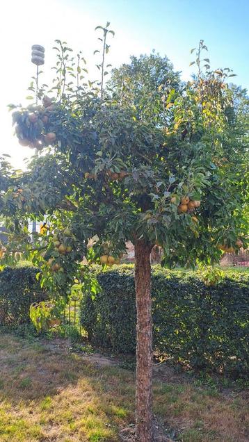 Stoofperen Gieser wildemans en apples Goudreinetten te koop beschikbaar voor biedingen