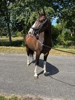 Leuke allround 5-jarige ruin, Gechipt, Ruin, Zadelmak, 3 tot 6 jaar