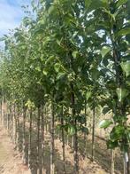 Fruitbomen vanaf oktober peren. Appels. Pruimen., Tuin en Terras, Planten | Bomen, Ophalen of Verzenden, Volle zon, Overige soorten
