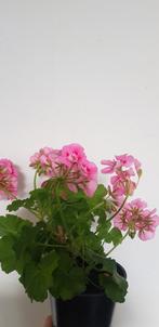 Geranium uit Kroatie ! Alsof je altijd op vakantie bent), Vaste plant, Halfschaduw, Zomer, Ophalen