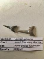 Fossiele haaientanden uit het havengebied bij Antwerpen (1), Verzamelen, Mineralen en Fossielen, Ophalen of Verzenden, Fossiel