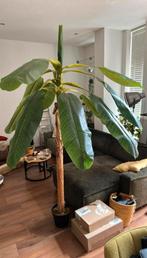Kunst bananenplant te koop!, Ophalen, Gebruikt, Binnen