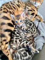 Bengaal kittens, Dieren en Toebehoren, Katten en Kittens | Raskatten | Korthaar, Meerdere dieren, Gechipt, 0 tot 2 jaar