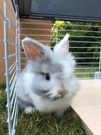 Teddy dwergkonijn, Dieren en Toebehoren, Konijnen, Vrouwelijk, Dwerg, 3 tot 5 jaar