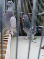 Takla lang vliegen beste Koppel, Dieren en Toebehoren, Meerdere dieren